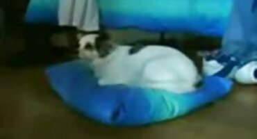 Bradati muškarac pilence daje porno filmovi tabu pravo u uredu